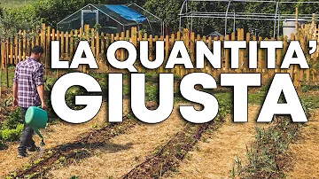 Quante volte bisogna innaffiare i pomodori?