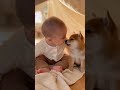 赤ちゃんと犬の秘密基地　Shhh… Mommy’s coming…”　　#funny #Retriever #baby #husky #Shiba Inu　#baby #cute
