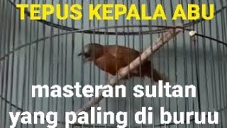 TEPUS KEPALA ABU gacor dorr roll speed rapet cocok untuk masteran burung juara 🙏