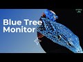 Blue Tree Monitor Care Requirements! Housing, Health, Habitat, and More!
