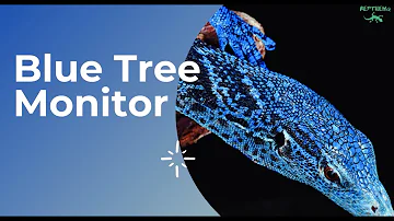 Which monitor lizard is best for pet?