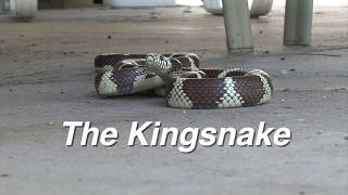 This video is about king snake
