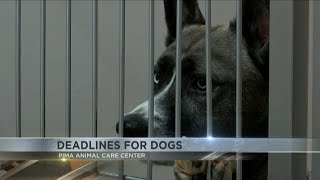 PACC urges adoptions as dogs face deadlines due to overcrowded shelter