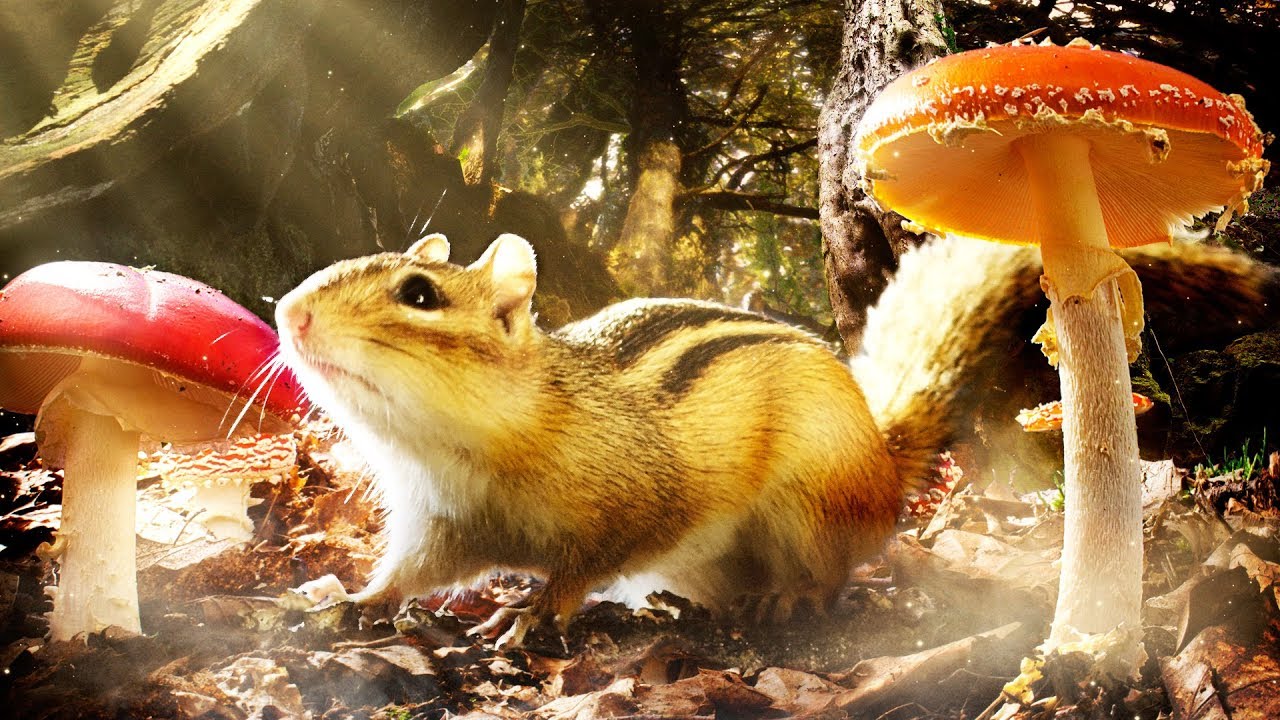 Les folles aventures du chipmunk en forêt - ZAPPING SAUVAGE