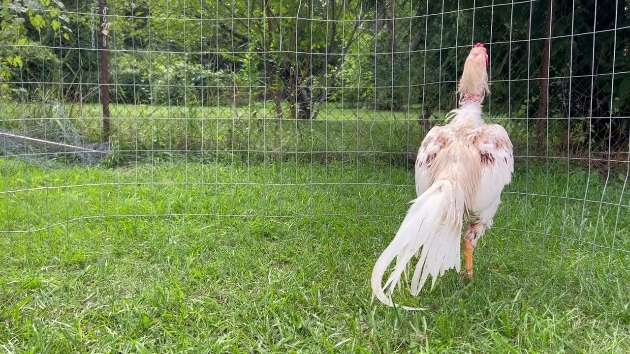 TNT Jr. & Maneedaeng Inbred Hen.