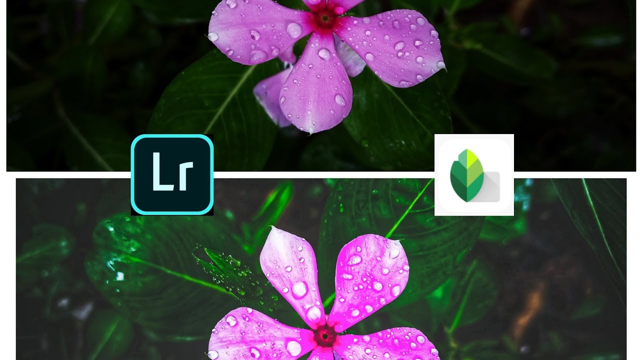 Flower photo editing with Lightroom and snapseed....🔥🔥 YouTube