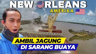 PENAMPAKAN BUAYA SUNGAI MISSISSIPPI‼️SARANG BUAYA TERNYATA, MUATAN JAGUNG🐊🌽|| PELAUT INDONESIA