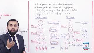 Class 10 - Biology - Chapter 14 - Lecture 10 - Sexual Reproduction (animals) - Allied Schools
