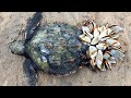 15 Strangest Things Washed Up On Beaches