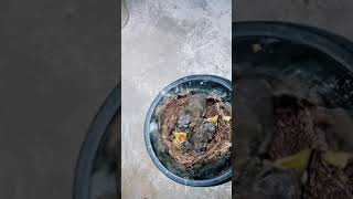 Anakan burung cacing awi