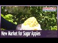 Sugar apple farmers reach foreign buyers through e-commerce platform
