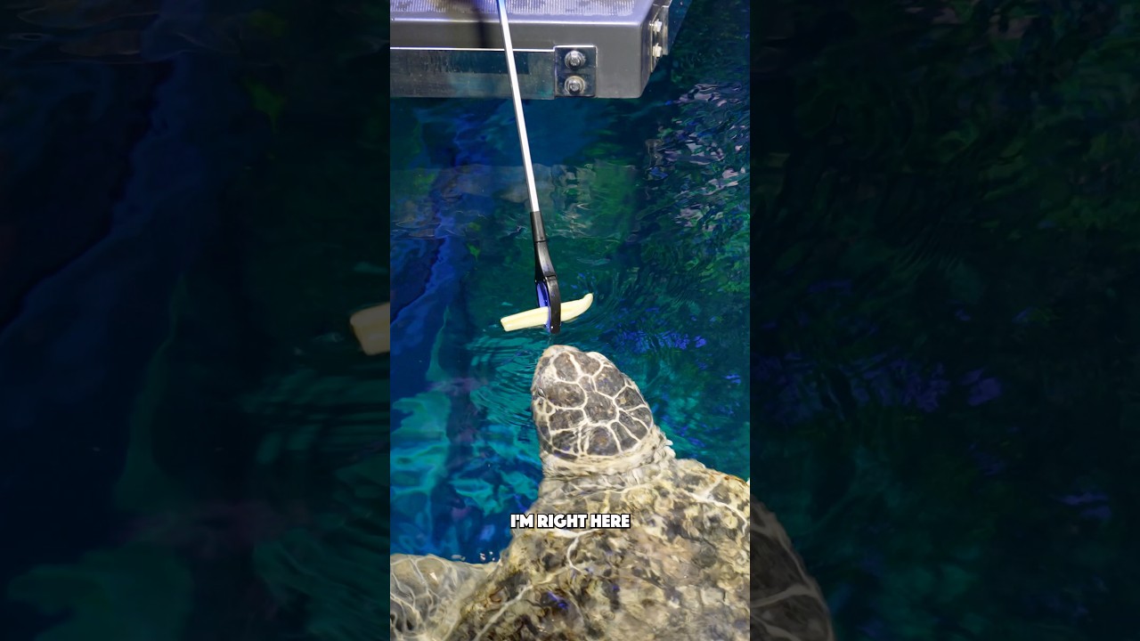 Meet Myrtle! 🐢 The 500-pound sea turtle who’s lived at the New England Aquarium since 1970!