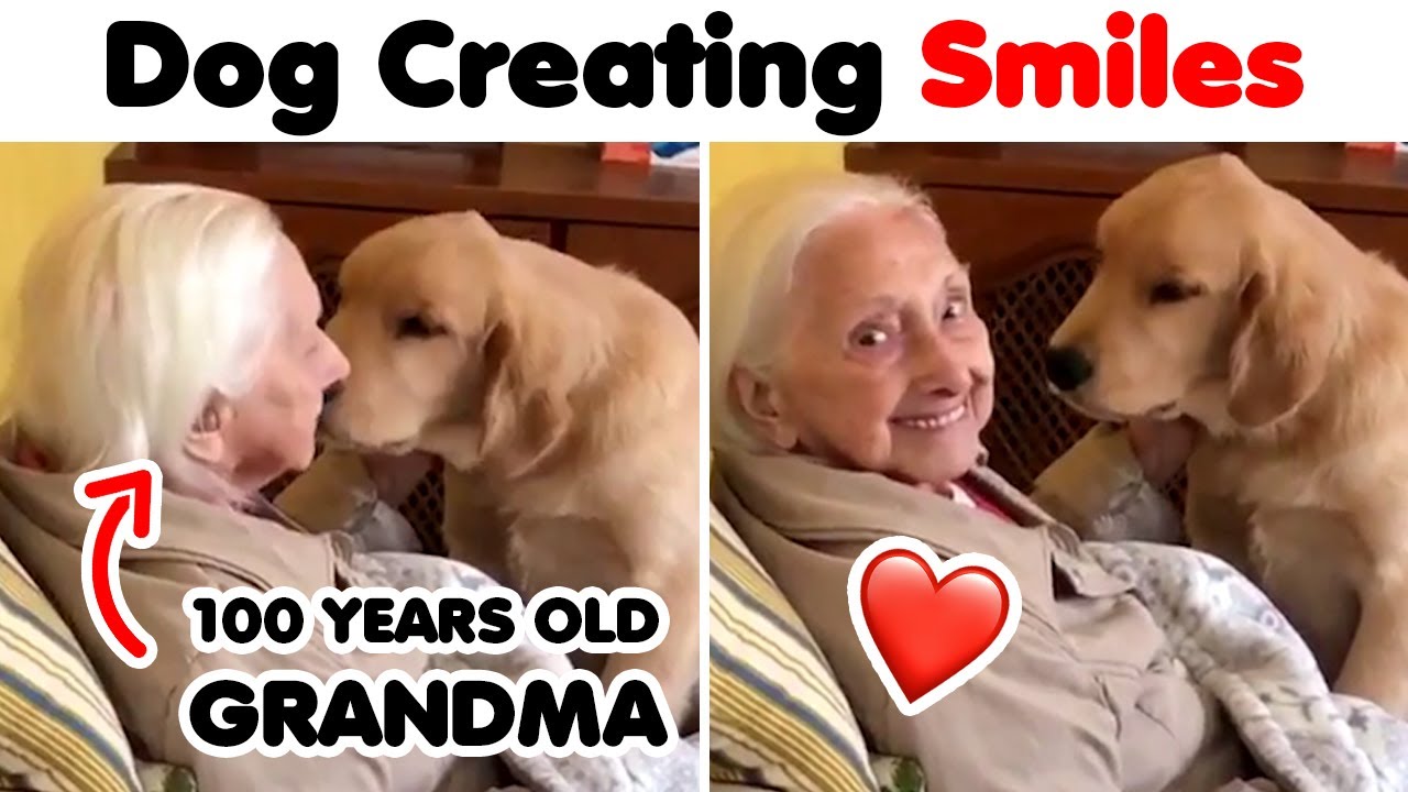 When Dogs Did Things And Melted Everyone's Hearts 🐶💖 ▶ 05
