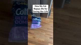 I Save My Cats Life