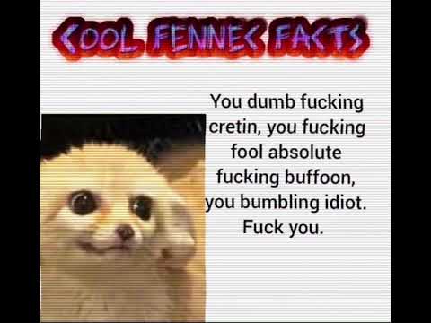 Cool Fennec Facts
