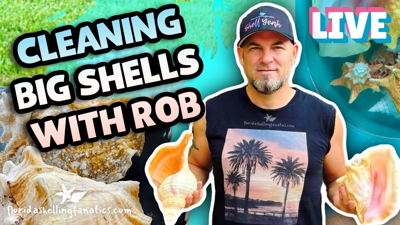 ✨LIVE ✨cleaning shells with Rob from Florida Shelling Fanatics! 