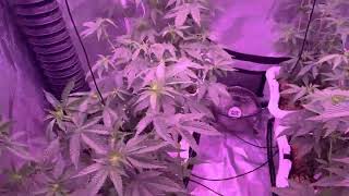 4x4 Gorilla Grow Tent Week 2 Flower Under The Kind Led X²