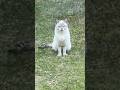 【野良猫】庭に現れた猫が半年後に激変！