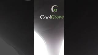 Season 1 Episode 6 Day 34 of the #ILGM White Widow Autoflower Grow