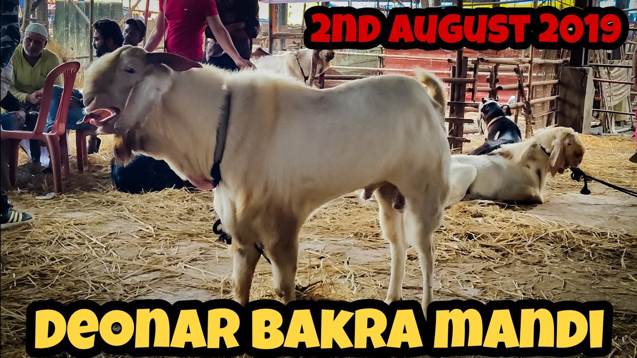 Deonar Bakra Mandi 2019 Latest Update |Day 3|2nd August 2019