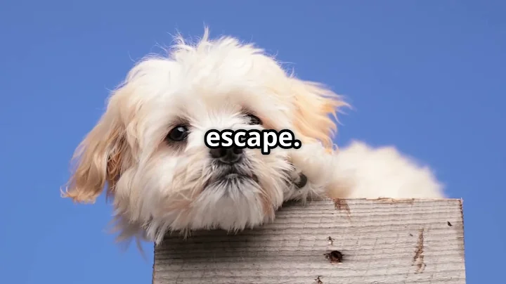 Hero Cat Saves Dog from Coyote Attack! #HeroCat #DogRescue #CoyoteAttack #PetHeroes #animalbond