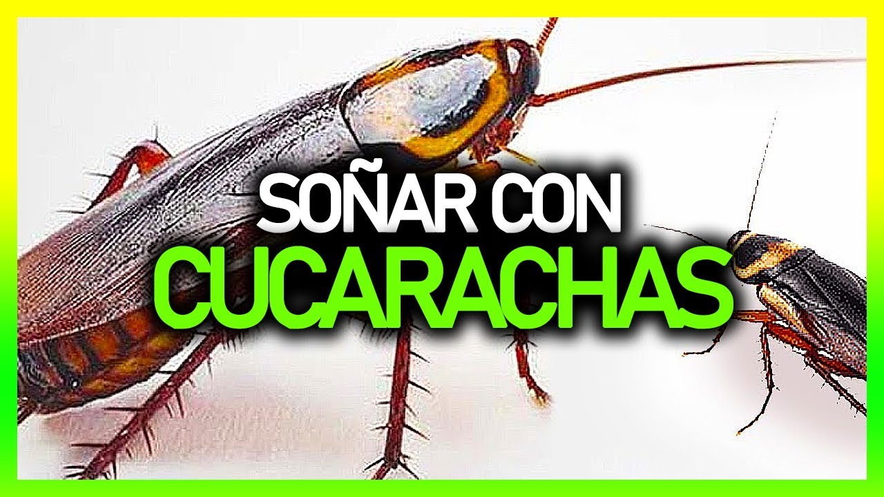 Soñar con cucaracha que significa