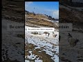 Crazy Yak in Himalaya
