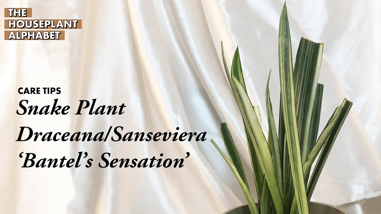 braided snake plant for sale Sansevieria cylindrica 'Braided' | Cylindrical Snake Plant main image 0