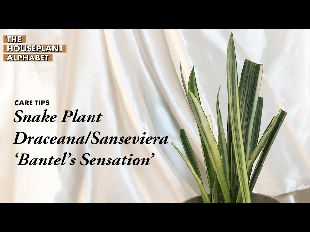 succulent plant stand Plant Shelf for 10329