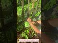夏の収穫トラブル解決フェンスに挟まった巨大スイカを無傷で救出する農業の知恵
