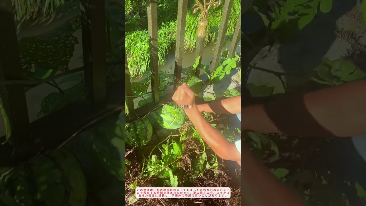 夏の収穫トラブル解決フェンスに挟まった巨大スイカを無傷で救出する農業の知恵