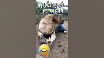 Cười đau bụng với cún cưng đáng yêu #petsandghosts #funny #paranormal #animals @Vunghiavlog
