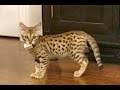 Savannah Cats Are So Adorable  - Funny And Cute Big Cat Videos Compilation 2016