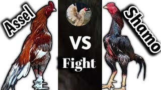 Shamo Vs Assel  Assel Murga Vs Shamo Assel