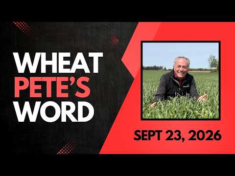 Optimum seeding window, fall weed realities, and corn issues | Wheat Pete's Word, Sept 23