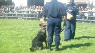 K9 Unit Demonstration - Part II