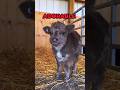 The Cutest Animal In The World: Mini Highland Cows #shorts #highlandcow #animals #cute