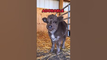 The Cutest Animal In The World: Mini Highland Cows #shorts #highlandcow #animals #cute