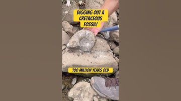 Digging out an Ammonite Fossil from the Rock! #fossilhunting #fossil #paleontology #shorts