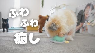 Download Lagu 可愛い毛玉ができましたwww~多頭飼い~チワワ シーズー ミニチュアピンシャー トイプードル MP3 Download Lagu 可愛い毛玉ができましたwww~多頭飼い~チワワ シーズー ミニチュアピンシャー トイプードル MP3
