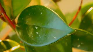 Close up Shot Of A Leaf, close up, green, leaf, macro, plant