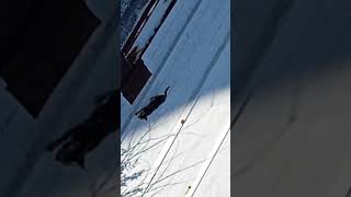 Avcı Kedi Avını Güvercini Kaçırdı Resimi