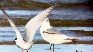 Black-legged kittiwake (Rissa tridactyla). Race Point, MA 28 May 2025. iPhone digiscoping.