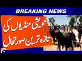 Livestock Markets Decorated as Eid al-Adha Approaches in Pakistan | Geo News