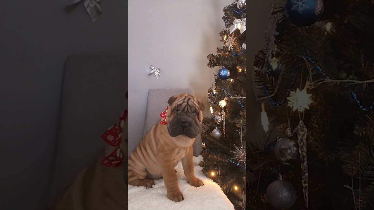 Щенок шарпея Хелавис Ратибор 😍 Sharpei puppy Helavis Ratibor 😍 