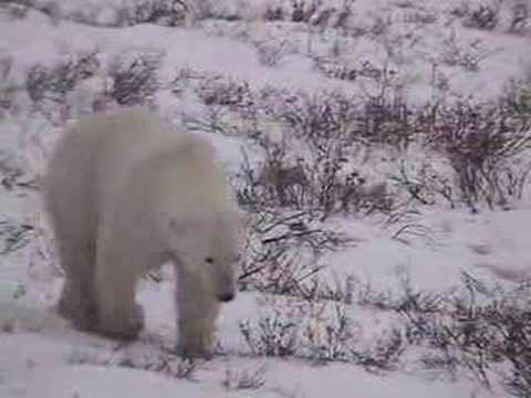 grassroots international Polar Bears & Global Warming