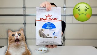 Can Humans Eat Dry Cat Food? Taste Test