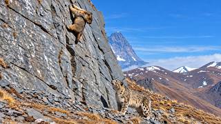 Marmot Clings to a Steep Cliff With All Its Strength as a Snow Leopard Waits Below!