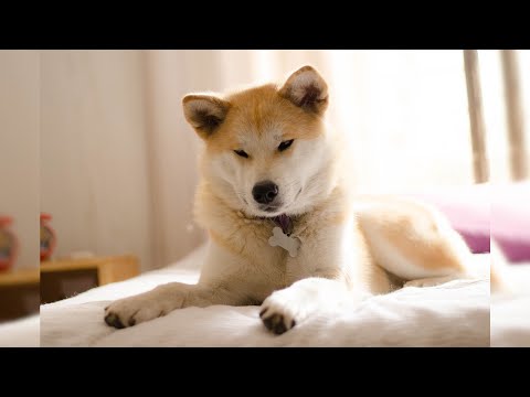 Акита-ину. Плюсы и минусы, Цена, Как выбрать, Факты, Уход, История