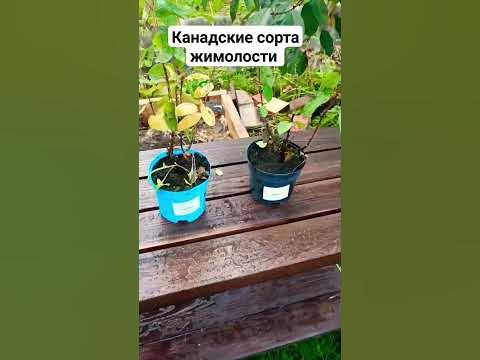 канадские сорта жимолости - YouTube